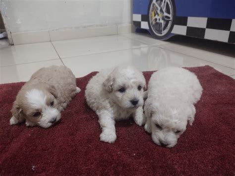 Cachorro de raca poodle | +3210 anúncios na OLX Brasil