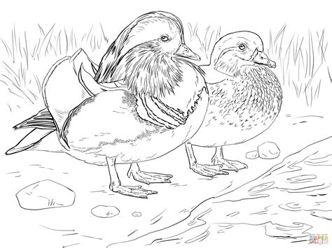 Download Mandarin Duck coloring for free - Designlooter 2020 👨‍🎨