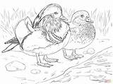 Preschool Coloring Pages Of Ducks With Umbrellas  Home sketch template