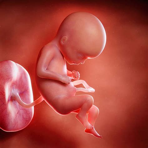 Stages Of Prenatal Development: When Is My Baby Called A Fetus?