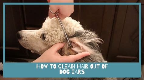 How to Clean Hair Out of Dog Ears. - YouTube