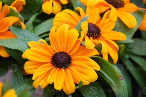 Yellow black-eyed Susans, Rudbeckia hirta, flowering in a summer garden 6913153 Stock Photo at ...