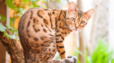 5 Things About Bengal Cats You Didn't Know | Bengal Cat Facts