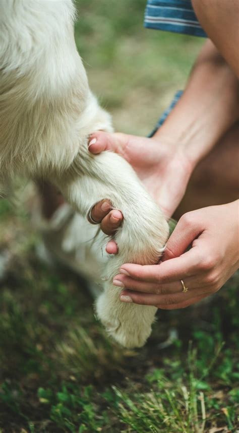 5 Must-Have Tools for Grooming Great Pyrenees | It's Dog or Nothing