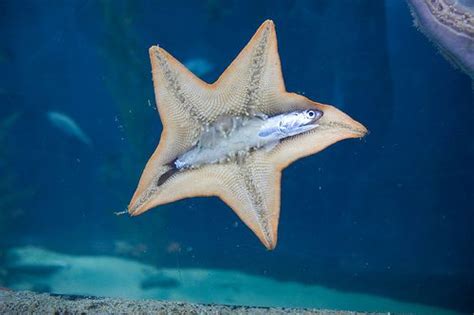 starfish eating fish | Океанические существа, Морская звезда, Фотографии