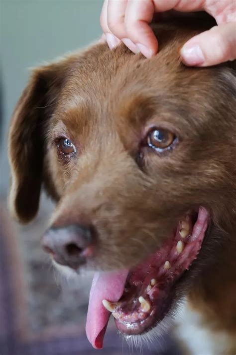 World’s oldest dog celebrates turning 31 with ‘special birthday party’ - Translogistics
