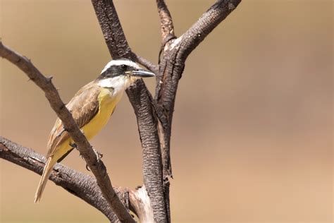 Great Kiskadee | BirdForum