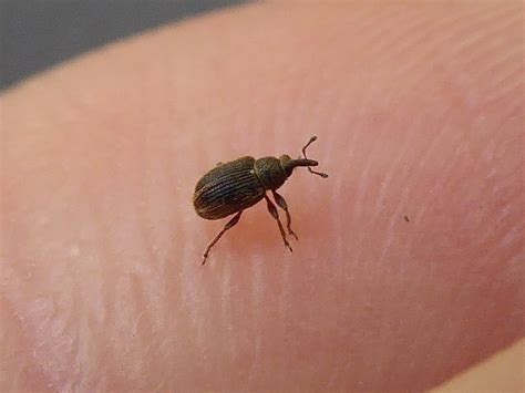 What Are These Little Brown Beetles In My House | Psoriasisguru.com