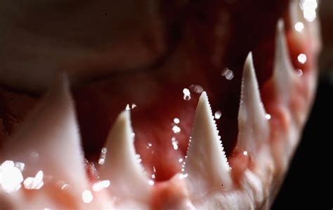 Shark teeth have built-in toothpaste — and no cavities