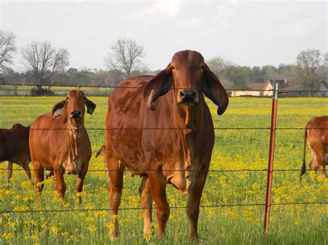 RVFulltimingLove: Tyler, TX, scenery