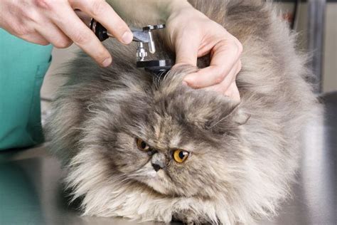 How to Tell if Your Cat Has an Ear Infection | Cat ear infections, Ear ...