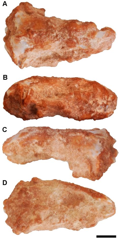 Holotype in (A) dorsal, (B) right lateral, (C) left lateral and (D)... | Download Scientific Diagram