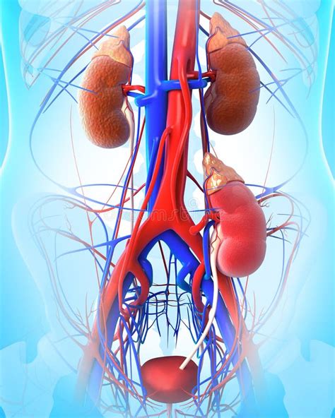 Kidney Transplant stock vector. Illustration of infection - 25563661