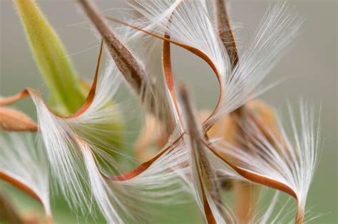 Premium Photo | Geranium seeds