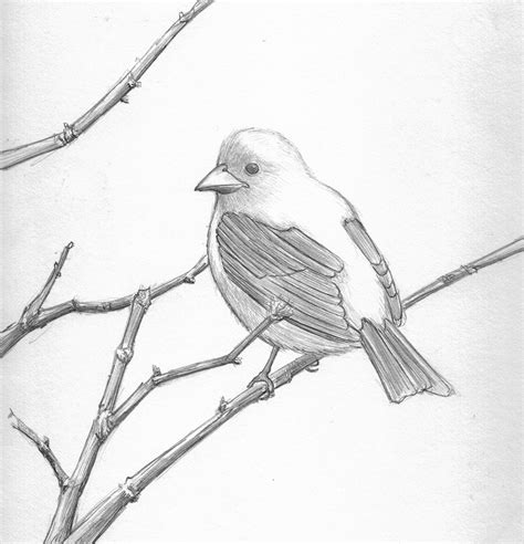 Love Birds Sketch Images at PaintingValley.com | Explore collection of Love Birds Sketch Images