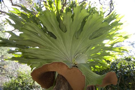 Staghorn Ferns - Growing Platycerium Species