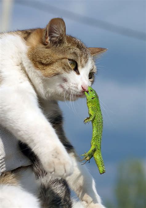 cat and lizard – Japanalytic