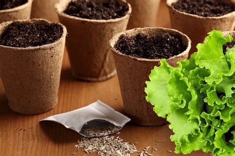 Planting Lettuce Seeds - Grower Today