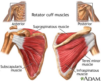 Shoulder Joint Muscles