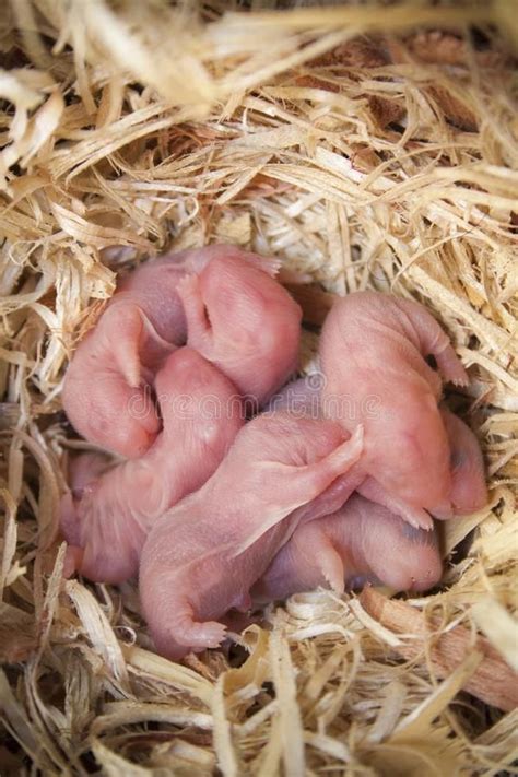 Newborn hamster pups in the straw nest. , #AFF, #hamster, #Newborn, # ...