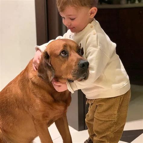 SA. "Heartwarming Scene: Devoted Dog Waits Daily at the Door for 3-Year-Old's Return from School ...