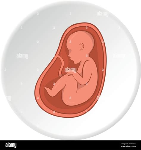 Baby In Tummy Clipart