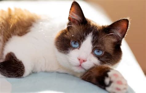 Snowshoe Ragdoll Mixed Cat Breed: Pictures, Care Guide, Info & More ...