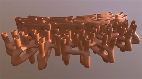 Retículo Endoplasmático Rugoso y Liso - 3D model by SAV. Universidad de ...