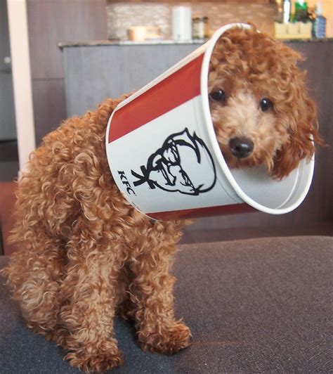 Cute Dog Halloween Costumes, Diy Dog Costumes, Scary Halloween Decorations, Fried Chicken Dog ...