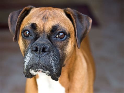 Boxer | Dog, Overview, Description, Temperament, & Facts | Britannica