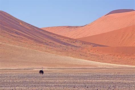 Red dunes of sossusvlei stock image. Image of sand, landscape - 11801431