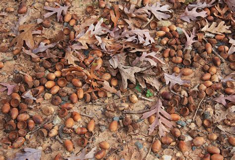 Signs of Winter 11: Oaks and Acorns | Ecologist's Notebook