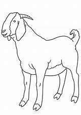 Boer Goat Pages Coloring sketch template