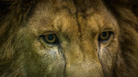 Free photo: Close-up Portrait of Lion - Animal, Wildlife, Wild animal ...