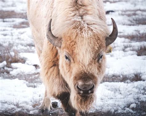 11 White Buffalo Meanings: Native American Symbolism