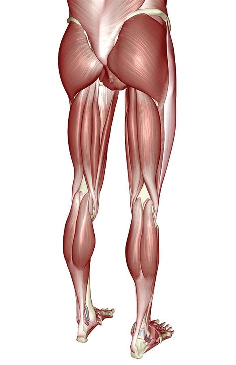 The Muscles Of The Lower Body Digital Art by MedicalRF.com