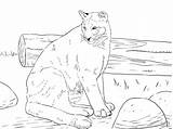 Black Panther Coloring Pages  ColoringBay sketch template