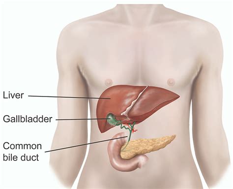 Cholecystectomy and exploration of the bile duct | healthdirect