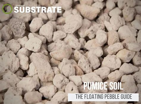 A Complete Guide To Pumice Soil "Soil Pellets" For Terrariums