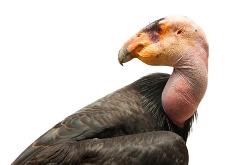 Bird Flu Spells Disaster for California Condor Conservation | World Birds