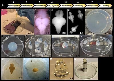 Frontiers | A Whole Brain Staining, Embedding, and Clearing Pipeline for Adult Zebrafish to ...