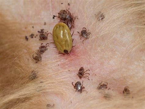 Ticks Infestation On Animals