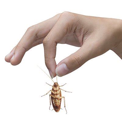 Pest Control - cockroaches - Effective Treatments