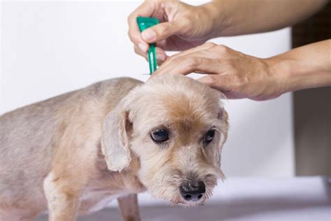 What Are Symptoms Of Fleas On Dogs: A Guide To Identifying Canine Flea ...