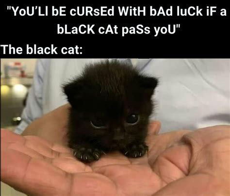 Black cats don't bring bad luck! : r/memes