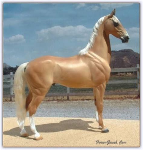 purebred turkish horse | Güzel atlar, Atlar, Hayvan bilimi