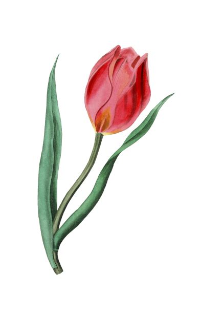 Flower Painted Art Tulip Free Stock Photo - Public Domain Pictures