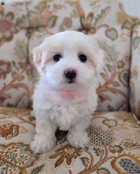 Coton de Tulear Mix Puppies for Sale | Greenfield Puppies