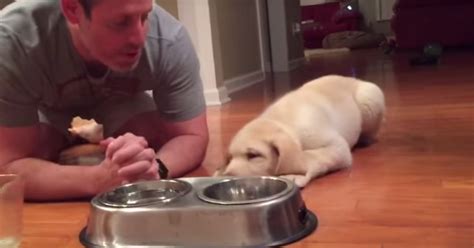 This Dog Praying With His Owner Before Dinner Is The Cutest | HuffPost UK Life