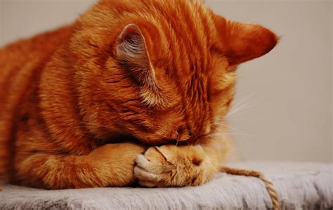 Cat Vomiting: Causes | Pet Care Advisors